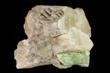 Yellow-Green Fluorapatite Crystal in Calcite - Ontario, Canada #137110-1